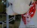 Voir le profil de Shampoodles Pet Spa - Whalley